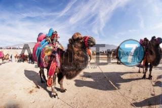 Kınıkspor yararına deve güreşi festivali
