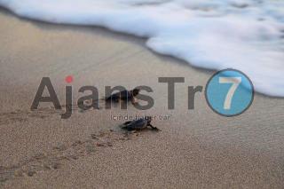 Binlerce yavru kaplumbağa denize kavuştu