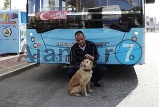 Otobüse sığınan köpek şehir turu attı