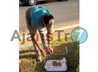 Kaş’ta yaralı bulunan yavru kedi tedaviye alındı