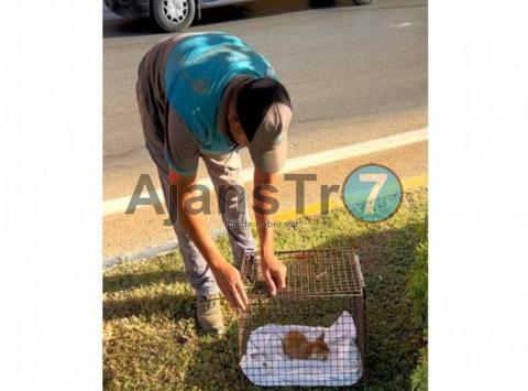 Kaş’ta yaralı bulunan yavru kedi tedaviye alındı